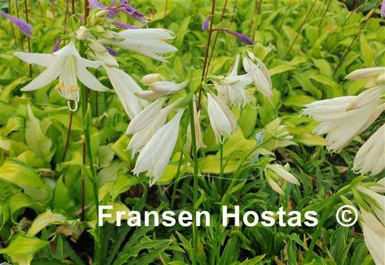 Hosta Little Squirt